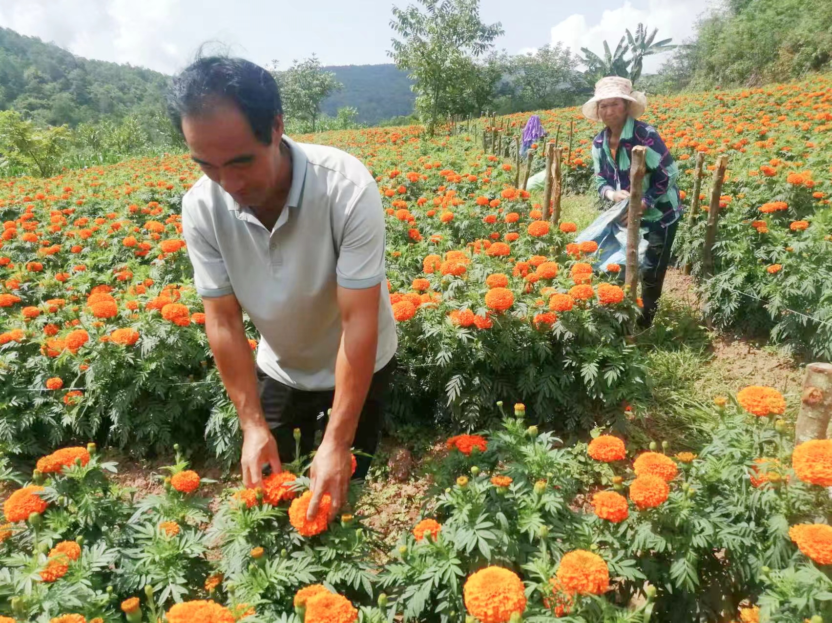 法脿镇:3000亩万寿菊抢鲜上市