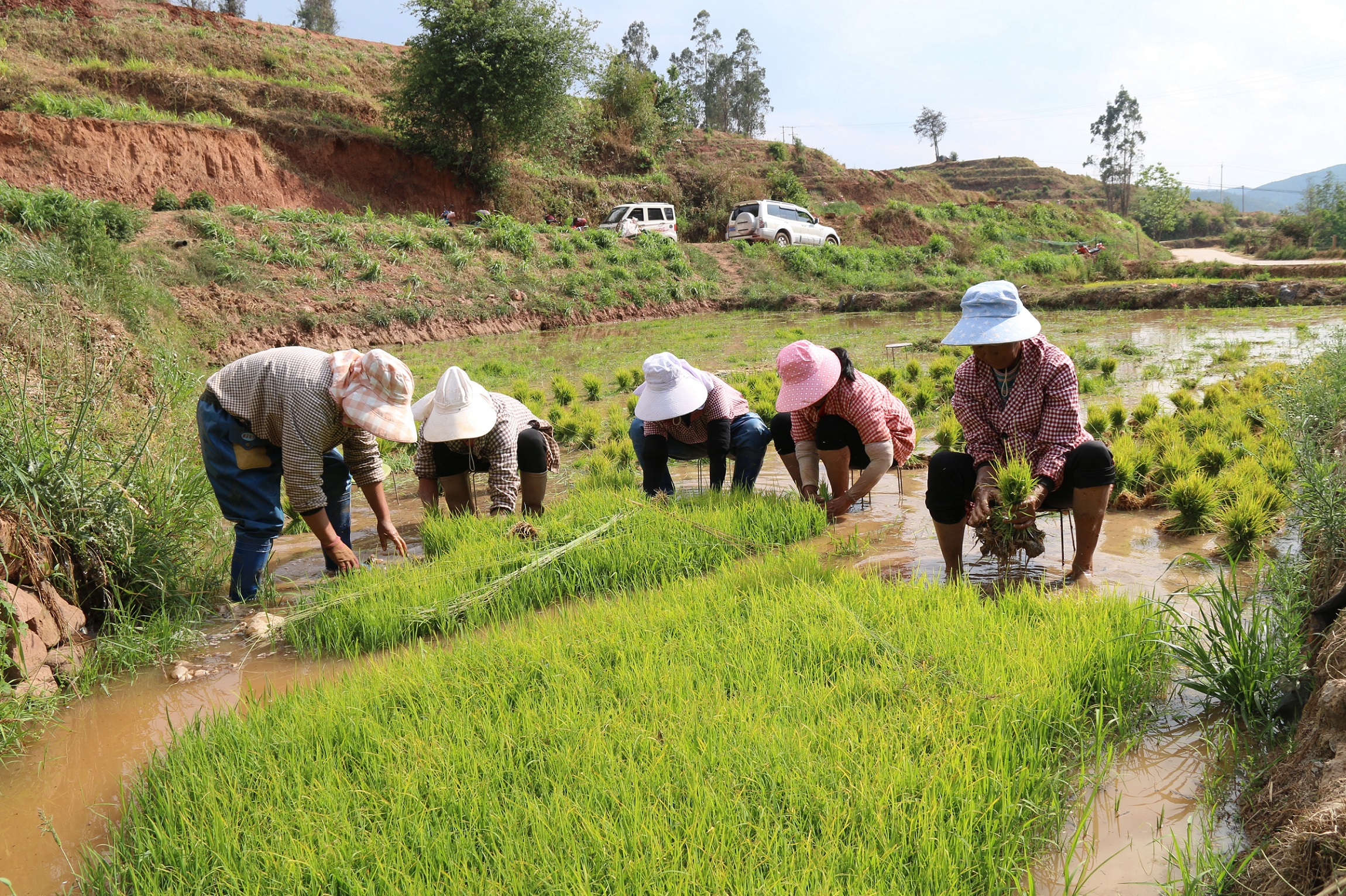 法脿镇:"活水"润良田 护航春耕保丰收-双柏县人民政府