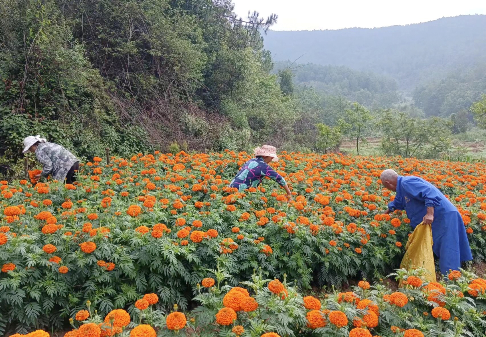 法脿镇:3000亩万寿菊抢鲜上市