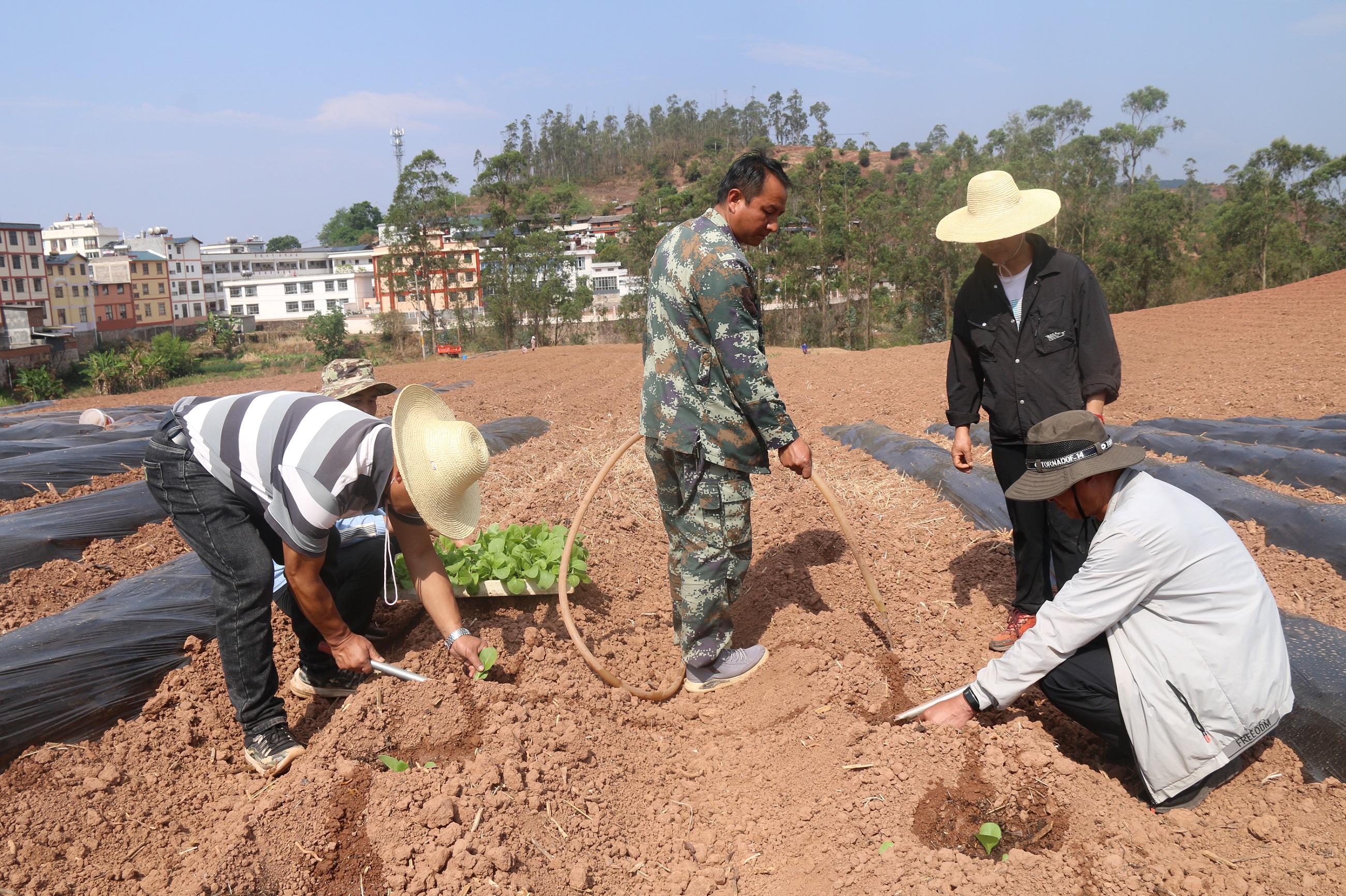 万亩烤烟移栽忙——法脿镇召开2024年烤烟整地移栽现场会议-双柏县