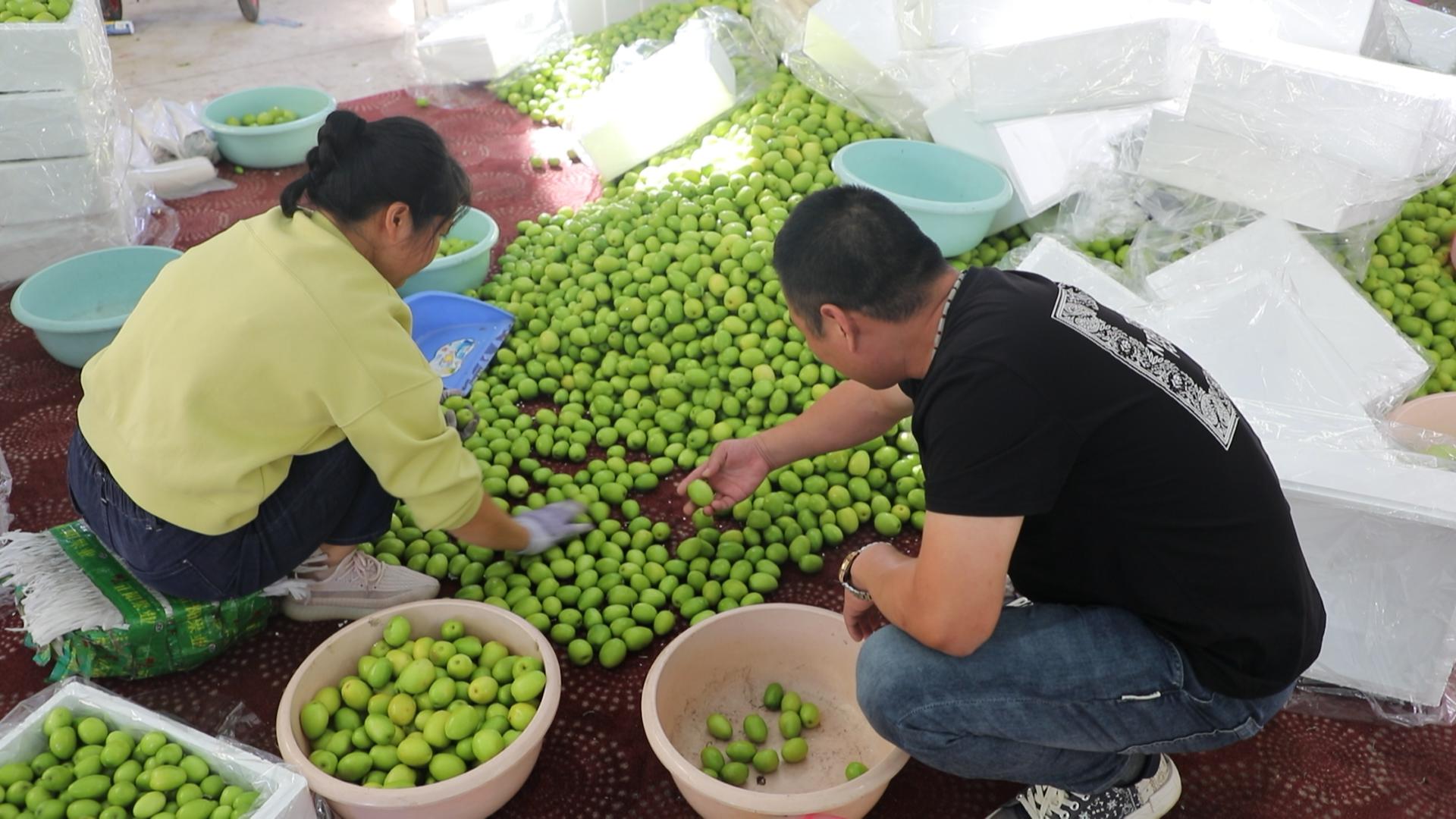 【乡村振兴】元谋县：青枣种植有甜头 乡村振兴有奔头_2023-12-19_16-07-18.jpg