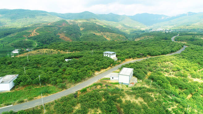 板栗17.jpg 板栗17.jpg