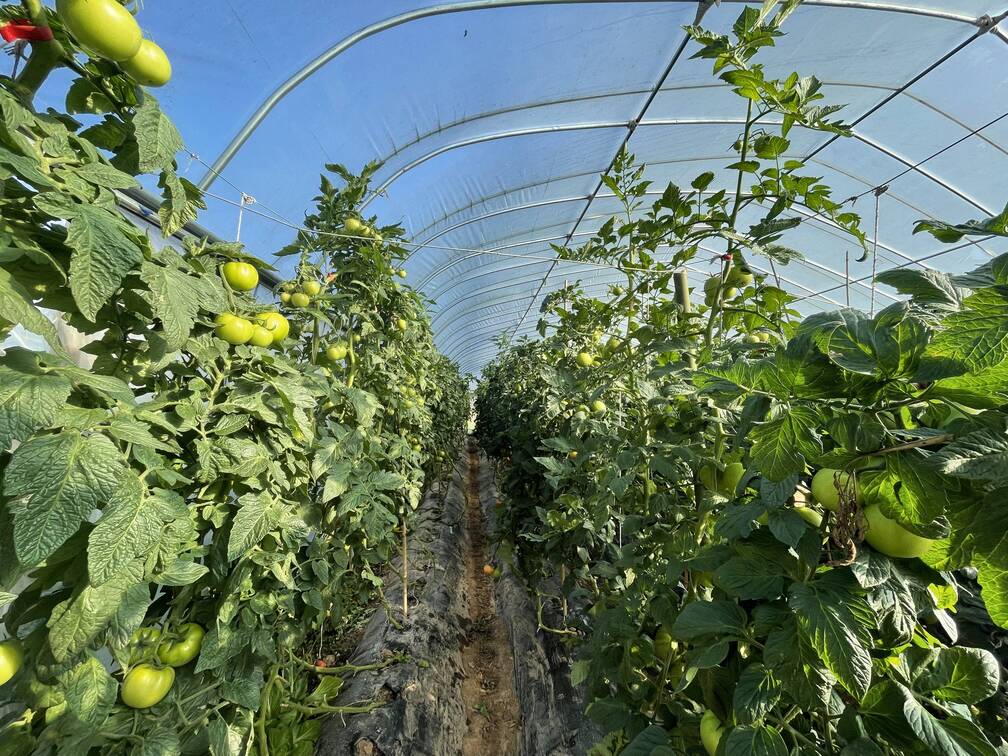 维新大棚蔬菜-2022年8月16日(徐万瑶摄).jpg