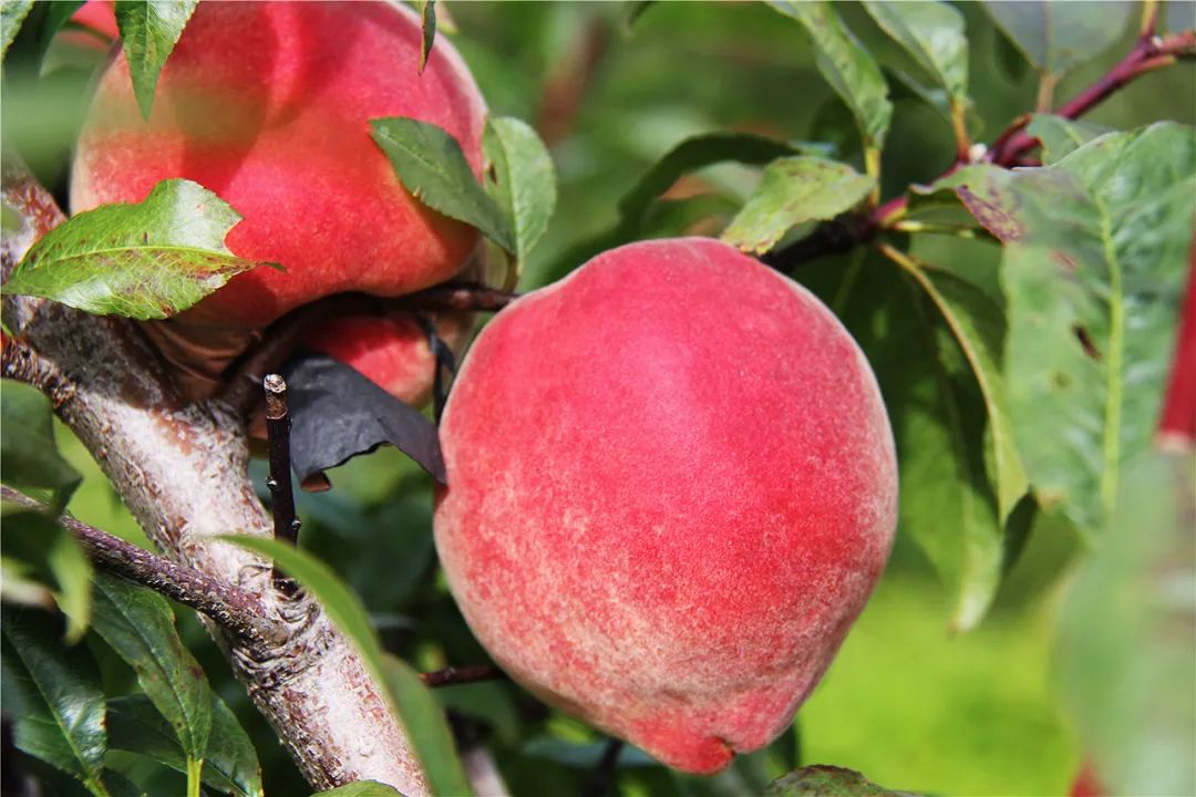 復(fù)制圖片 圖片