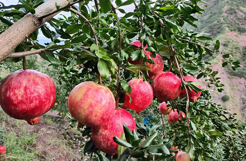 水冲村经济林果产业。