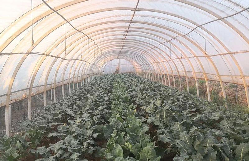 棚蔬菜。李鸿彬摄