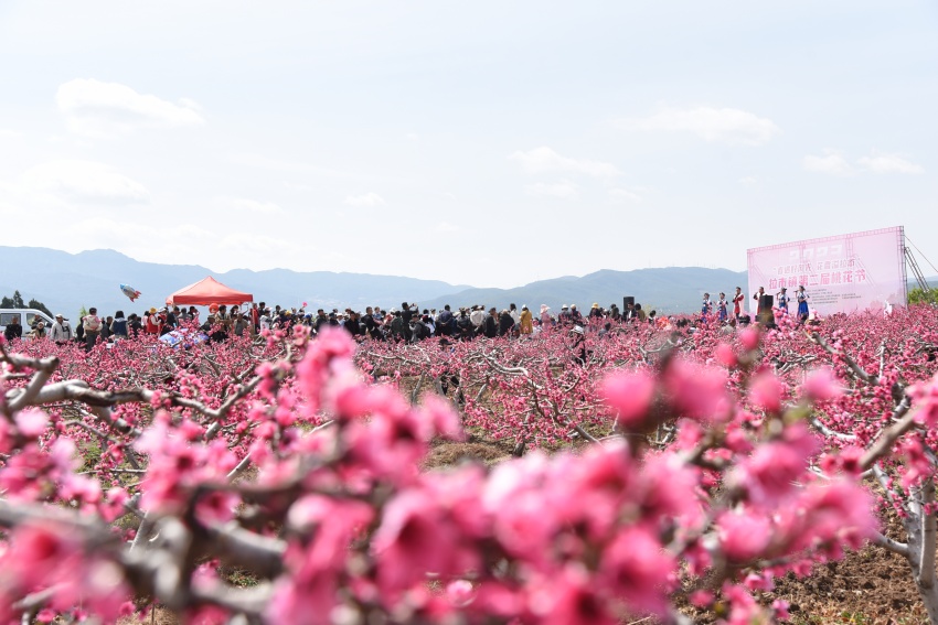 落鸦石村桃花节图片