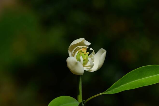 近日,昆明植物园木兰园内焕镛木(单性木兰)首次开花,标志着昆明植物园